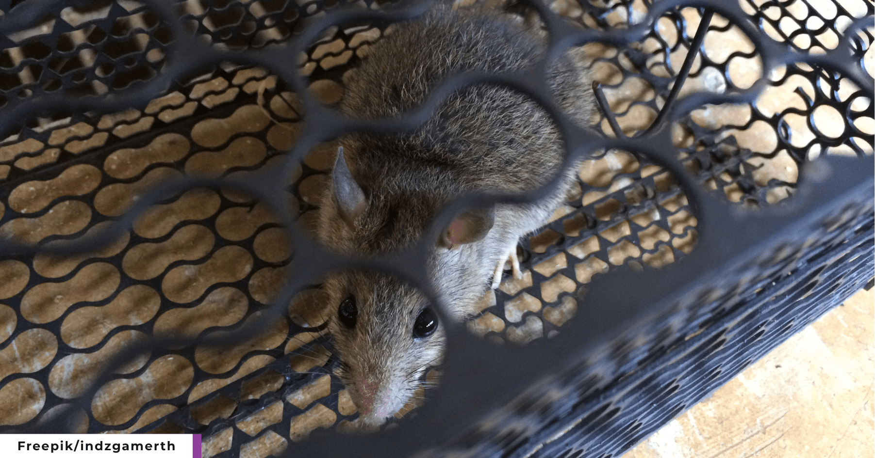 Perangkap tikus. (Freepik/indzgamerth)